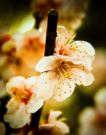 A stalk of fully bloomed plum blossom in the evening lightの写真素材
