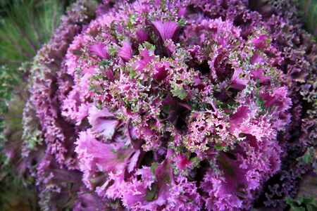 Purple lettuce growing in the wildの写真素材