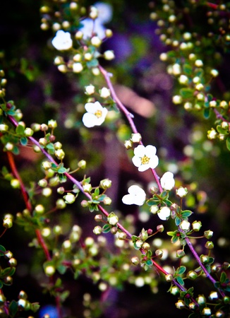 TIny white flowers against a background of leavesの写真素材
