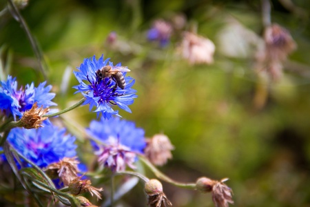 A bunch of blue flowers in full bloom with a bee getting nectarの写真素材