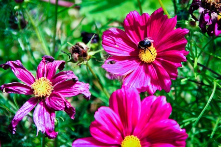 A bunch of pink flowers in full bloom with a bee collecting nectarの写真素材