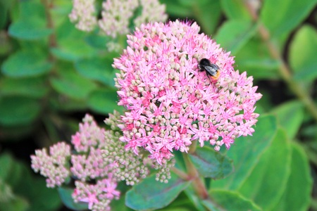 A bunch of pink flowers with a bee collecting nectarの写真素材