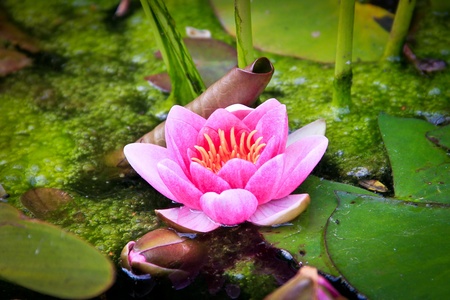 A single pink water lilly against a background of leavesの写真素材
