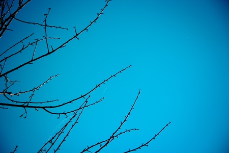 Winter tree with no leaves against the sky as a backgroundの写真素材