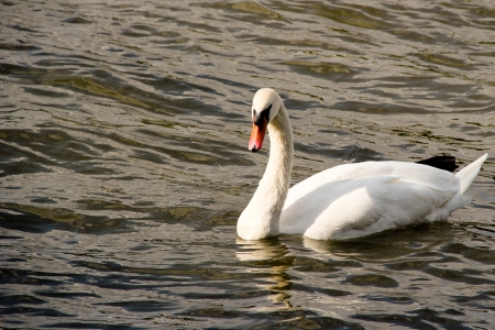 A white swan swimming in the riverの写真素材