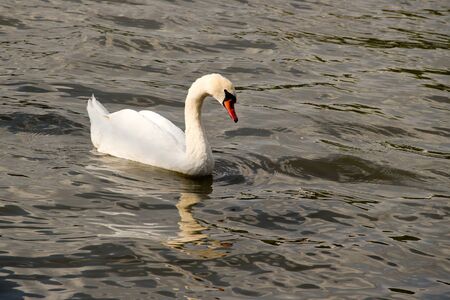 A white swan swimming in the riverの写真素材
