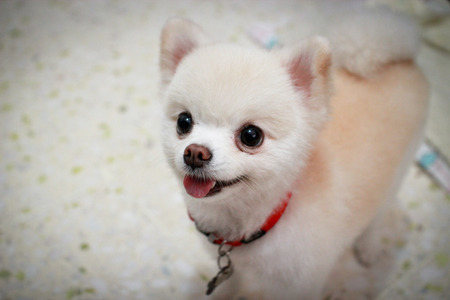 Short Fur Pomeranian Dog smiling and standing upの写真素材