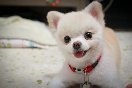 Pomeranian Dog with red collar smiling and lying downの写真素材