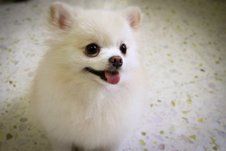 Short Fur Pomeranian Dog smiling and sitting downの写真素材