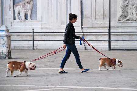 Lady walking two bull dogs leashedのeditorial素材