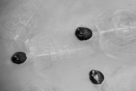 Turtle peeking out of the water in Penangの写真素材