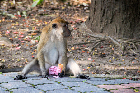 Monkey enjoying strawberry ice cream ice creamの写真素材