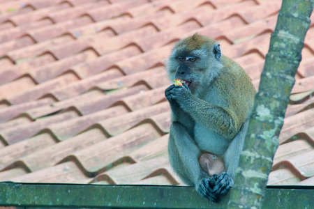 Monkey enjoying food sitting on a roofの写真素材