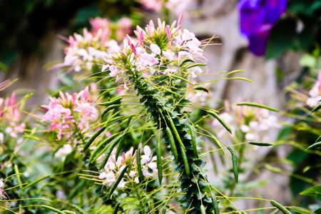 Cactus with pink flowers blooming and green leavesの写真素材