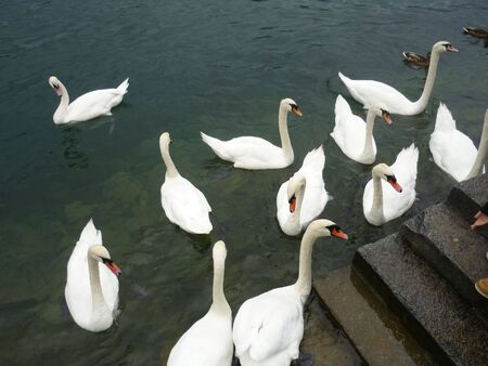 Beautiful Swans の写真素材