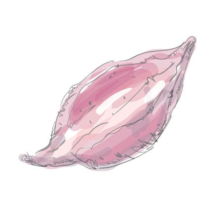 Sweet potato [watercolor] [hand drawn style] [vegetable]のイラスト素材
