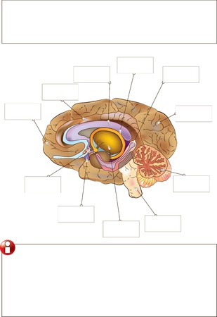 大脳皮質 の写真素材 イメージマート