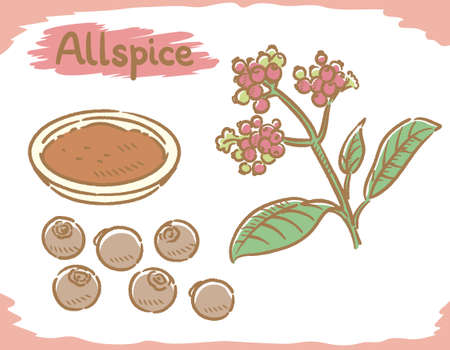 Allspice isolated on white. Vector illustration.	のイラスト素材