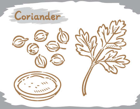 Coriander seeds and plant isolated on white. Vector illustration.	のイラスト素材