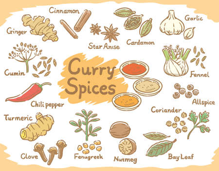Spices and herbs for curry or Indian cuisine.  Vector illustration.のイラスト素材