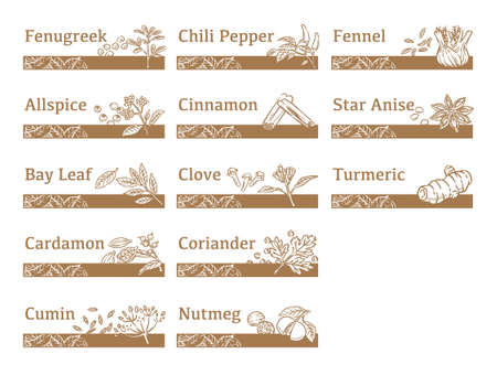 Labels and icons of spices. Vector illustration.	のイラスト素材
