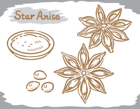 Star anise isolated on white. Vector illustration.	のイラスト素材