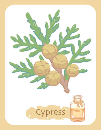 Illustration of cypress and aromatherapy bottle. Vector illustration.のイラスト素材