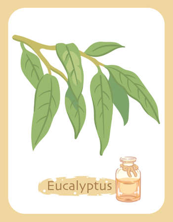 Illustration of eucalyptus and aromatherapy bottle. Vector illustration.のイラスト素材
