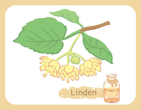 Illustration of linden and aromatherapy bottle. Vector illustration.のイラスト素材