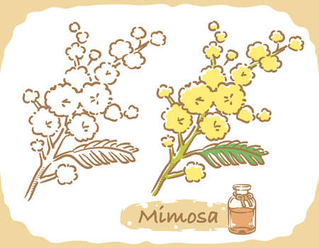 Illustration of mimosa and aromatherapy bottle. Vector illustration.のイラスト素材