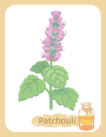 Illustration of patchouli and aromatherapy bottle. Vector illustration.のイラスト素材