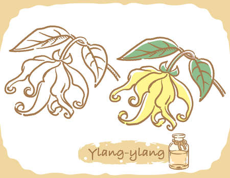 Illustration of ylang-ylang and aromatherapy bottle. Vector illustration.のイラスト素材