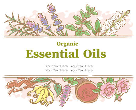Design with popular essential oil flowers and herbs. Vector illustration.のイラスト素材
