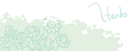 Banner with essential oil herbs. Mint and chamomile.  Vector illustration.のイラスト素材