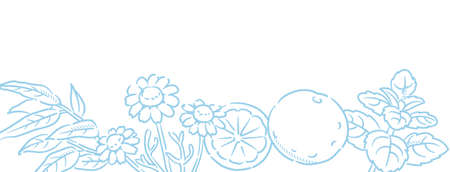 Banner or bancground. Popular essential oil plants. Vector illustration.のイラスト素材