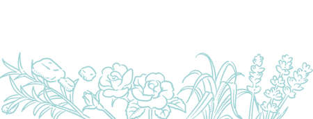 Banner or bancground. Popular essential oil plants. Vector illustration.のイラスト素材