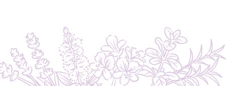 Banner or bancground. Popular essential oil plants. Vector illustration.のイラスト素材