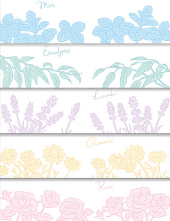Banners or backgrounds with popular essential oil flowers and herbs. Vector illustration.のイラスト素材