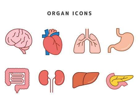Organ Iconsのイラスト素材