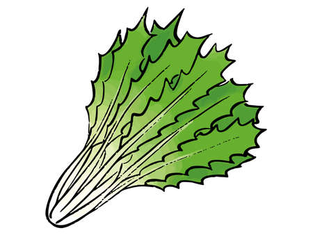Mizuna Japanese mustard green watercolor vector illustrationのイラスト素材