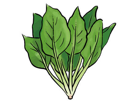 Spinach watercolor vector illustrationのイラスト素材