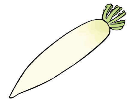 Japanese white radish watercolor vector illustrationのイラスト素材