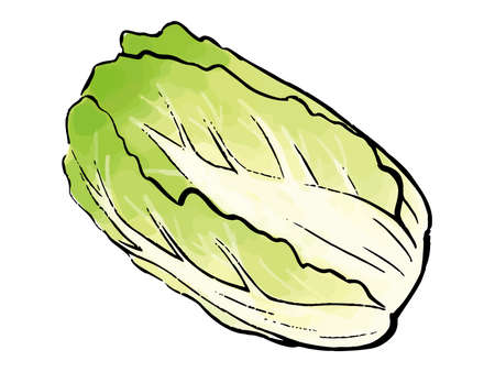 Chinese cabbage watercolor vector illustrationのイラスト素材