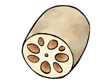Lotus root watercolor vector illustrationのイラスト素材