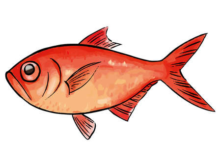 Splendid alfonsino watercolor vector illustrationのイラスト素材