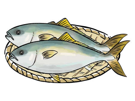 Yellowtail watercolor vector illustrationのイラスト素材