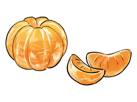 Mandarin orange watercolor vector illustrationのイラスト素材