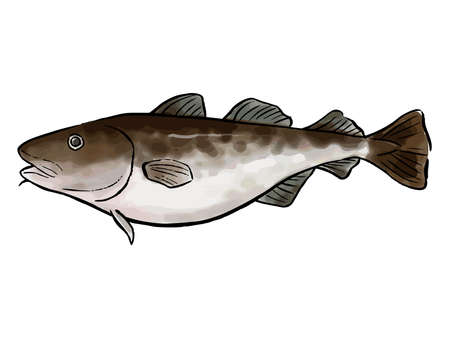 Cod watercolor vector illustrationのイラスト素材