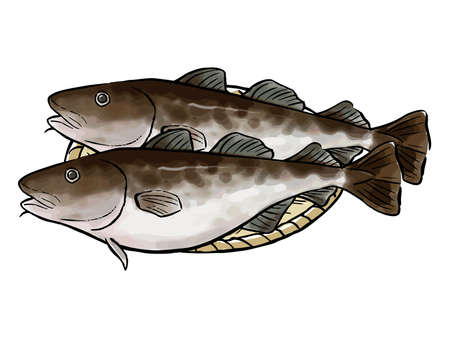 Cod watercolor vector illustrationのイラスト素材