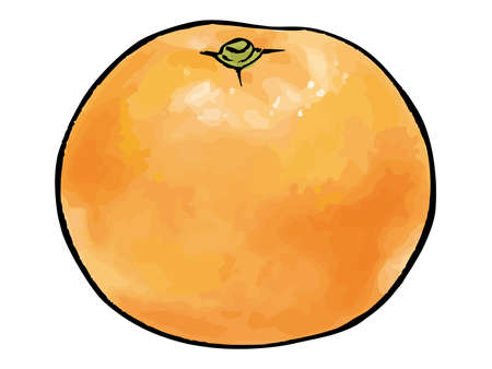 Mandarin orange watercolor vector illustrationのイラスト素材